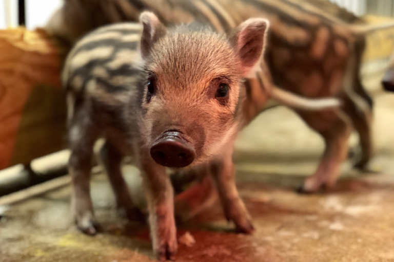Tusk V next in long line of Razorbacks’ live mascots