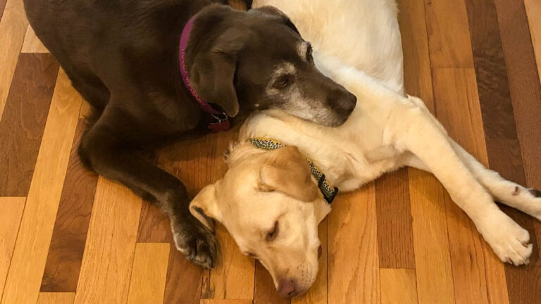 CLAY HENRY: Rosie deserves a love letter