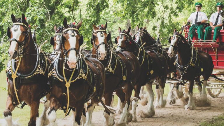 World-renowned Budweiser Clydesdales are in Fort Smith this week